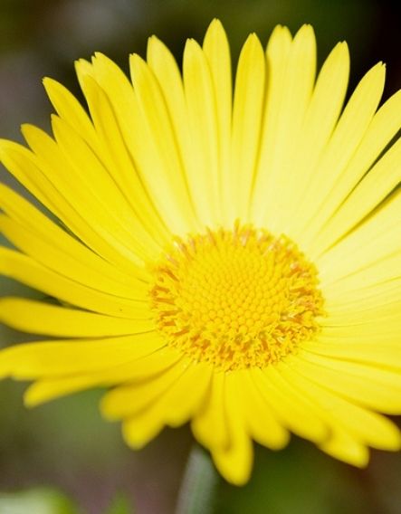 All about arnica