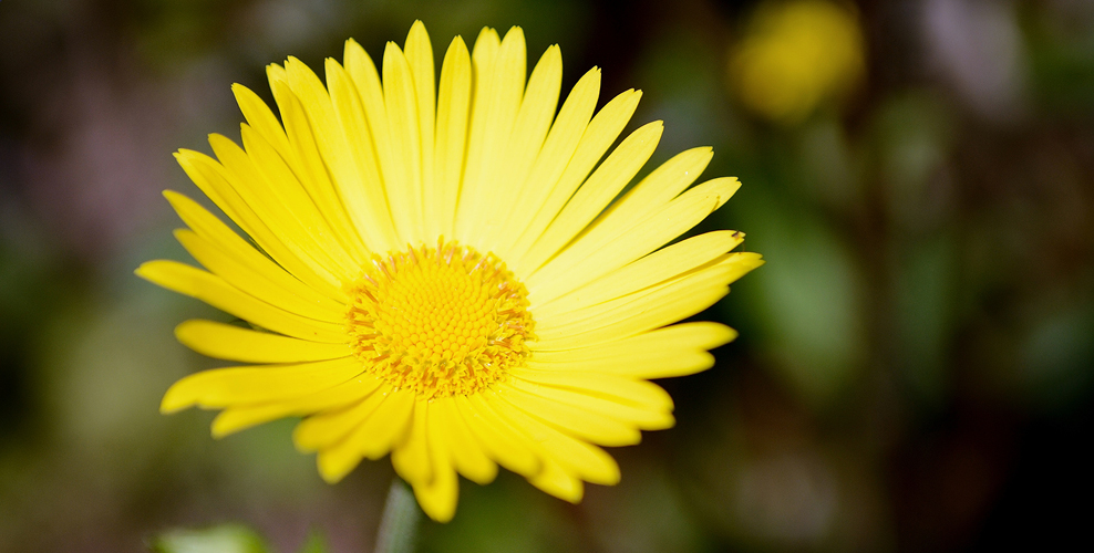 all about arnica