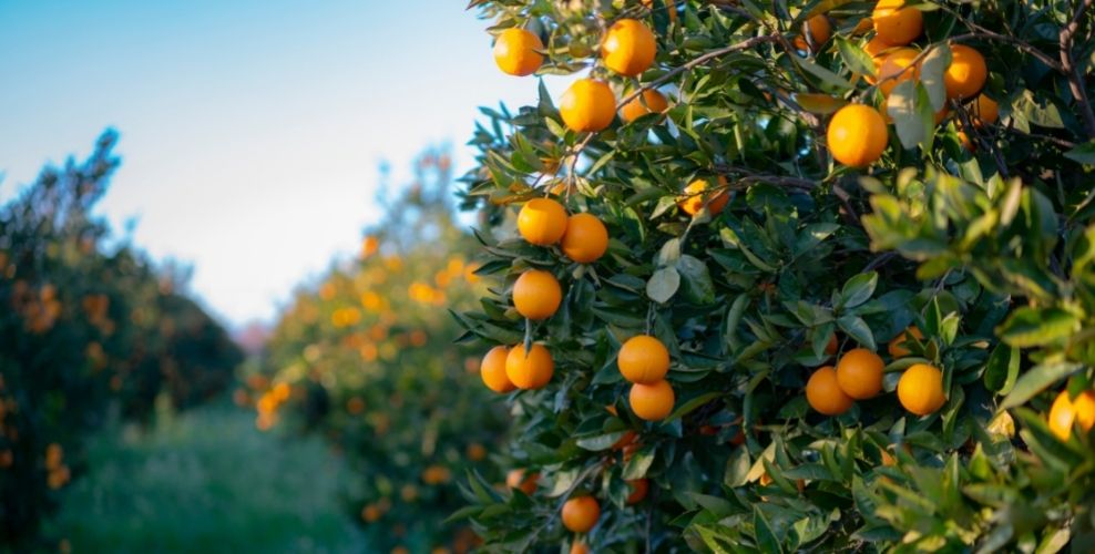 Citrus fruits in orchard