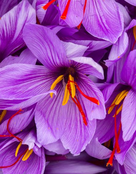 Can saffron support a healthy mood balance