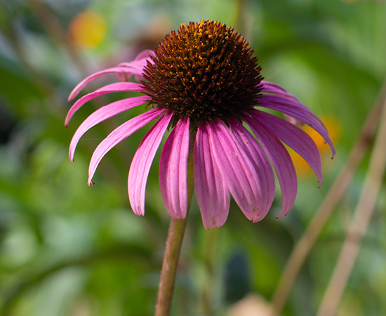 Learn more about echinacea
